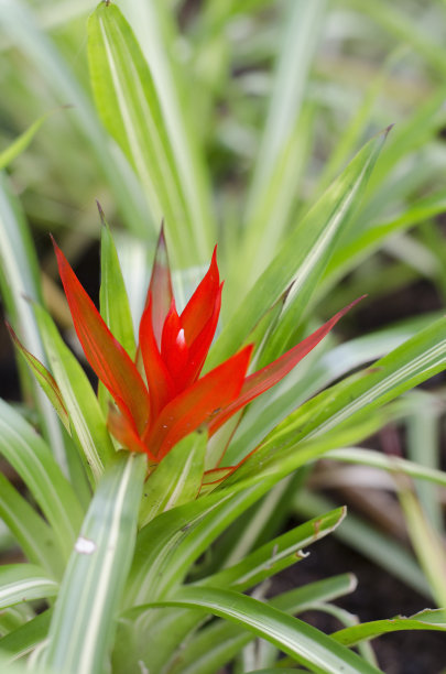 被红色的凤梨图片下载