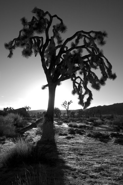 第一件和第二件图片下载