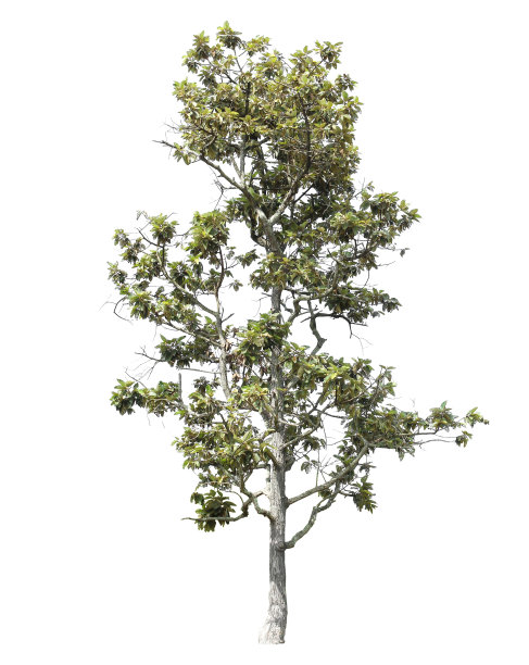 树孤立的白色背景图片下载