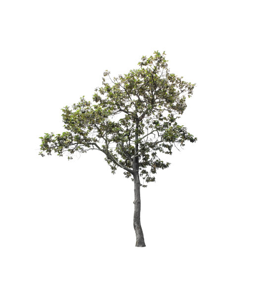 树孤立的白色背景图片下载