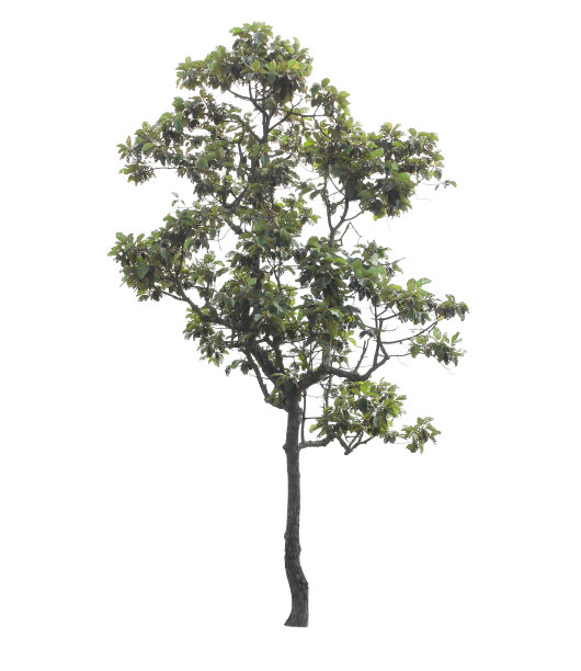 树孤立的白色背景图片下载