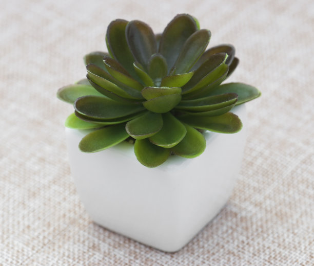 小装饰植物图片下载