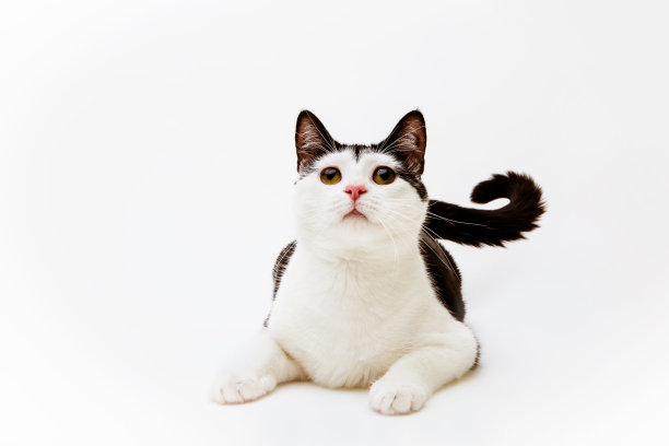 黑猫和白猫在玩图片下载