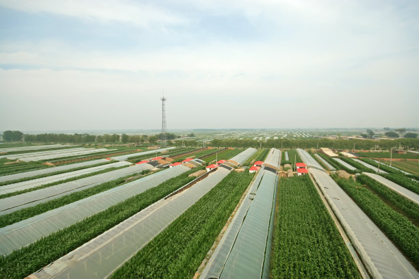 绿色的西红柿图片下载