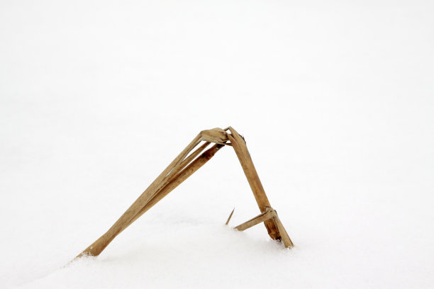 雪中的稻茬图片下载