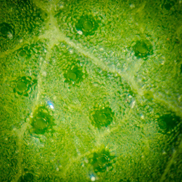 绿叶有呼吸细胞气孔图片下载