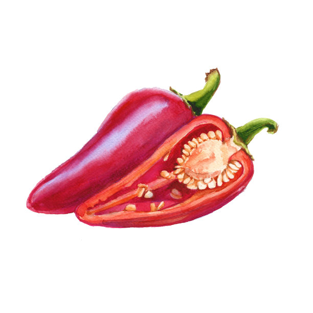 红甜椒。孤立在白色背景上。水彩插图图片下载