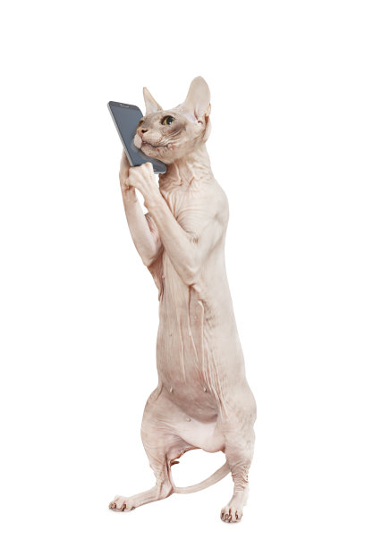 猫在电话图片下载