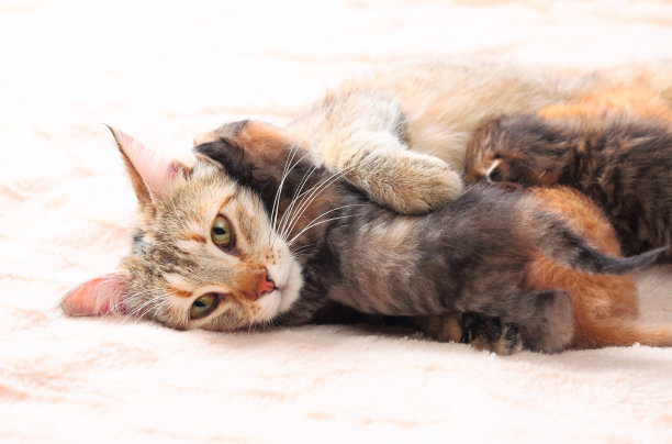 小猫在给小猫喂奶图片下载