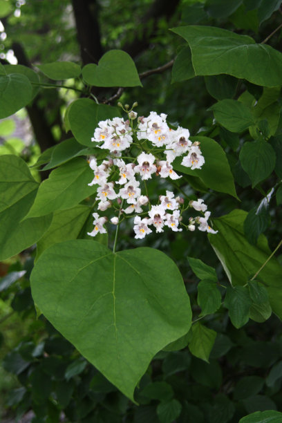 白色开花植物特写图片下载
