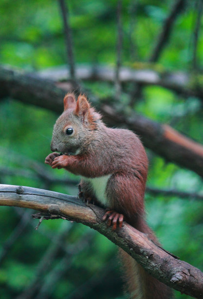 克拉斯诺亚尔斯克森林保护区的欧亚红松鼠图片下载