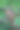 克拉斯诺亚尔斯克森林保护区的欧亚红松鼠图片下载