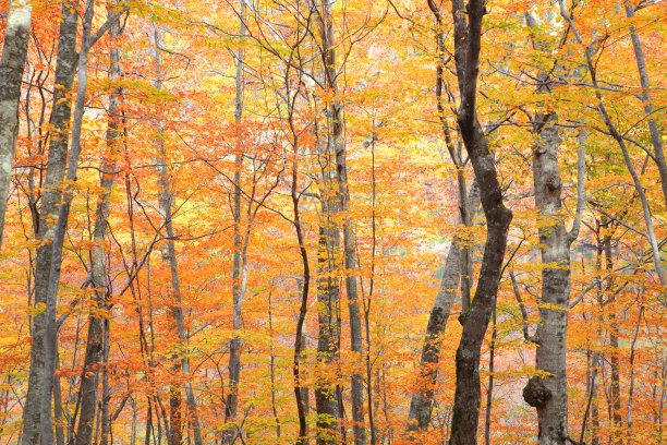 秋天的森林图片下载