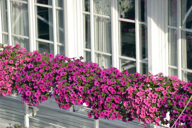 花与白色木制窗户图片下载