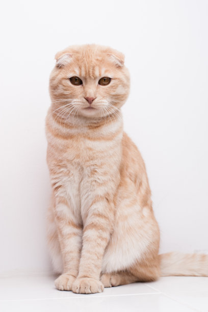 猫的肖像图片下载