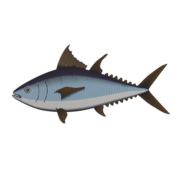 插图金枪鱼木刻风格图片下载