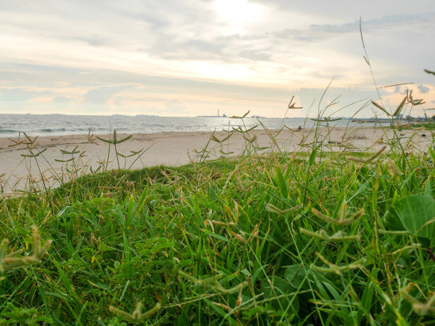 海滩上的草地图片下载