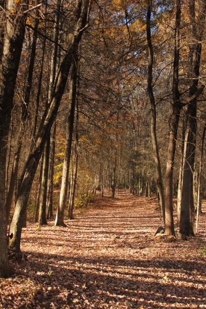 没人走的路图片下载