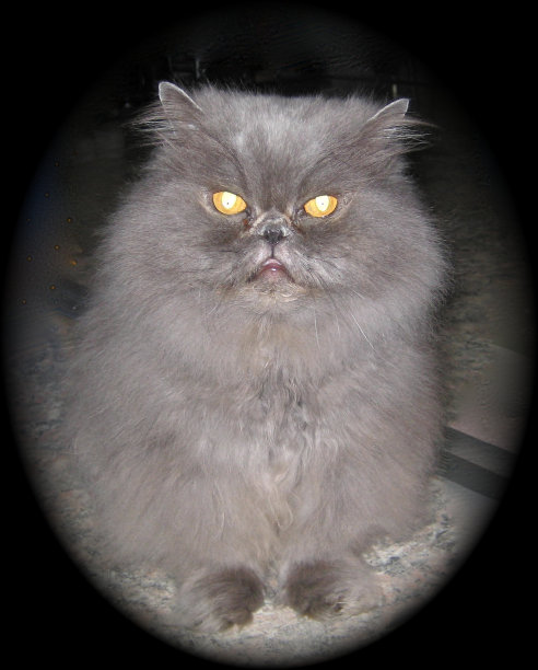 一个毛茸茸的猫图片下载