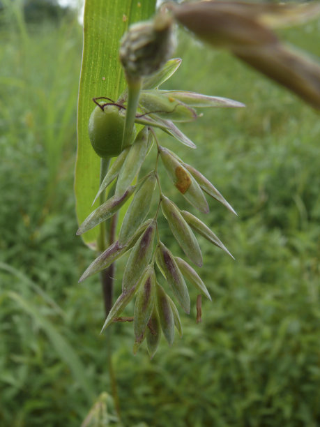 乔布?s温柔的图片下载