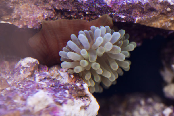 泡尖海葵在水下图片下载