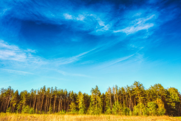 深蓝天空下的松林，俄罗斯的自然背景图片下载