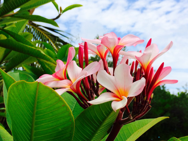 鸡蛋花图片下载