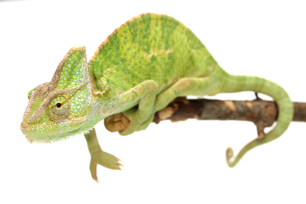 戴面纱的变色龙素材图片