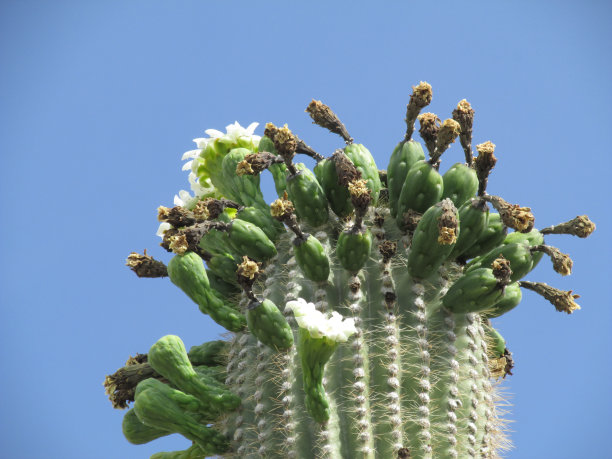 撒瓜罗仙人掌顶部开花图片下载