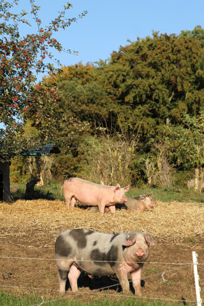 图为农民在苹果树下的照片图片下载