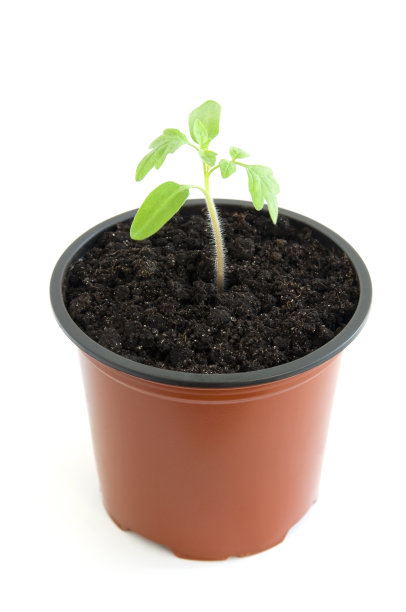 幼苗在锅图片下载