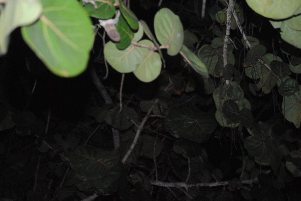 植物哭泣图片下载