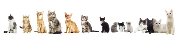 猫群图片下载
