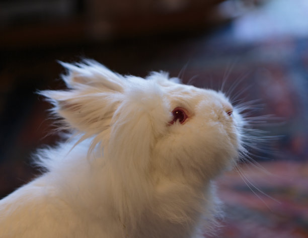 好奇的白色狮头兔子图片下载