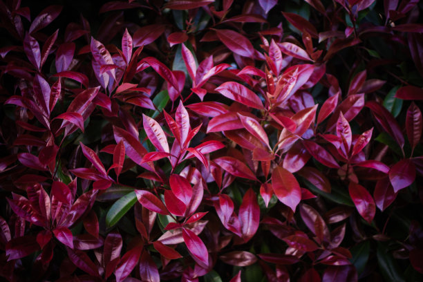 红色的叶子图片下载