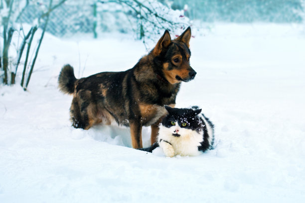 狗和猫在雪中玩耍图片下载