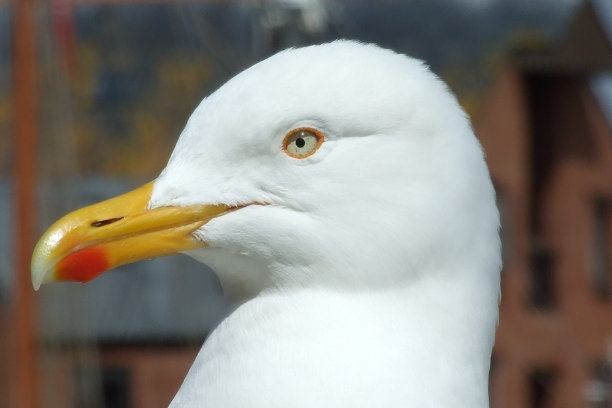 海鸥在Aberconwy图片下载