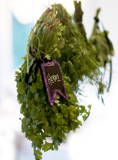 草本植物图片下载