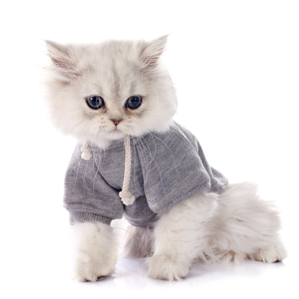 波斯的小猫图片下载