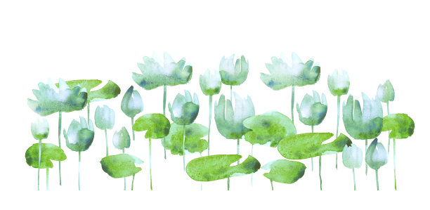 简单的水莲花盛开的花朵。图片下载