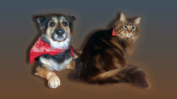 猫与狗图片下载