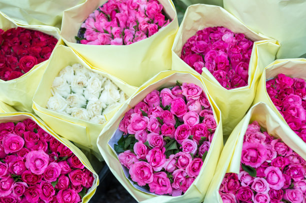 鲜艳的玫瑰图片下载