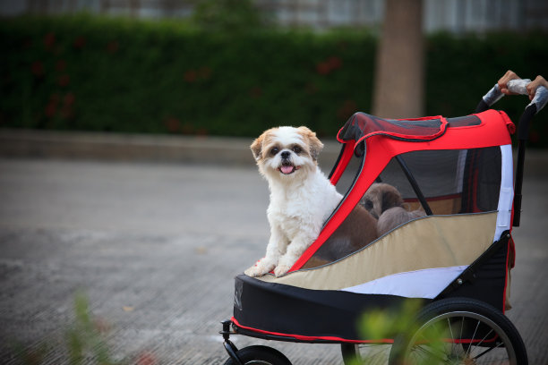 可爱的狗脸在花园里图片下载