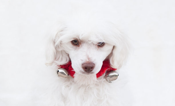 马尔蒂波图片下载