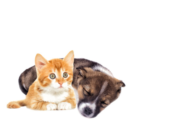 小狗和小猫图片下载