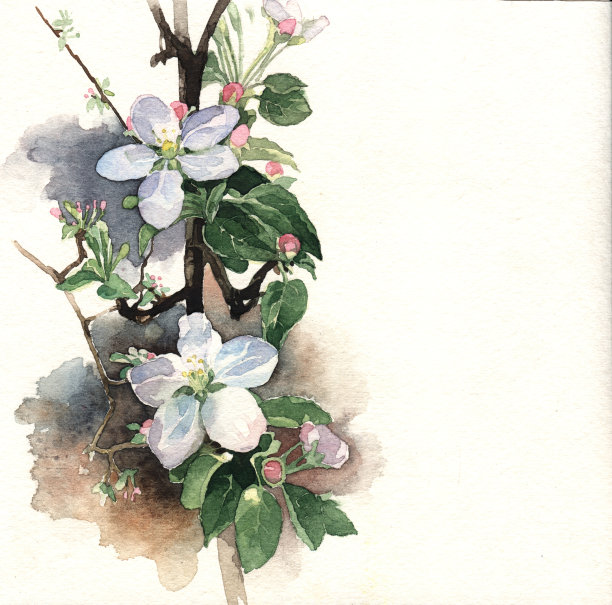 春天苹果花图片下载