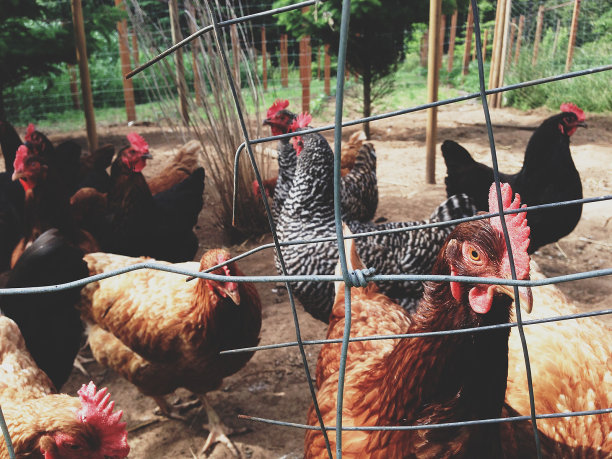 破篱笆里的鸡图片下载