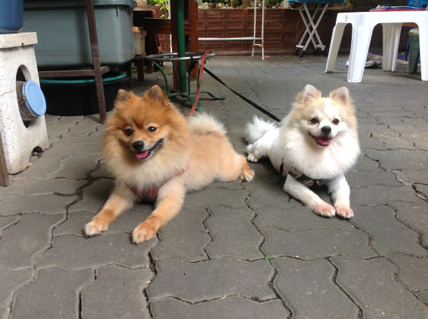 波美拉尼亚的狗图片下载