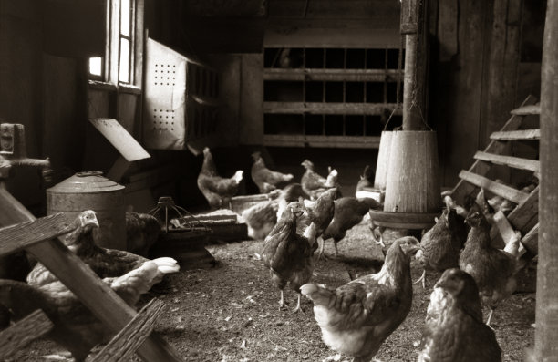 站在鸡舍里的公鸡或公鸡图片下载