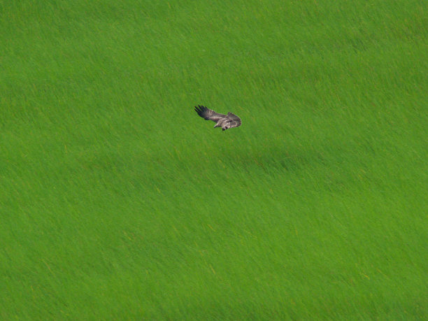 少年栗鸢图片下载